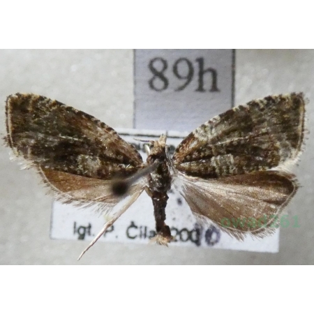 Celypha lacunana (Denis & Schiffermüller, 1775) Czech89h